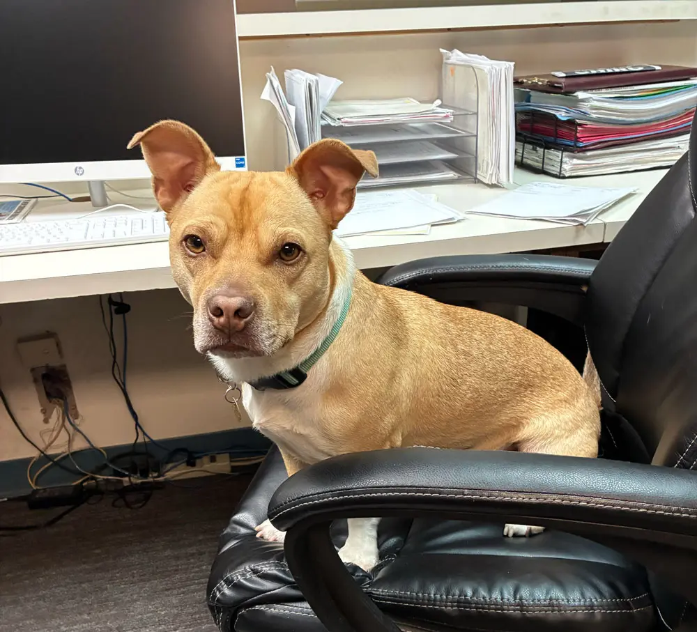 Bean. Dr Karns dog and office mascot